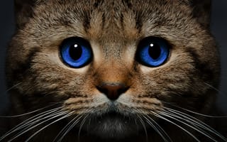 Картинка кот, морда, усы, кошка, взгляд, голубые глаза