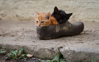Картинка котята, парочка, ботинок, два котёнка, малыши