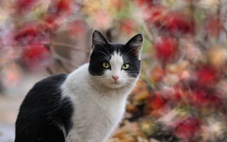 Картинка осень, кошка