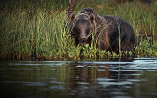 Картинка трава, природа, водоём, Александр Перов, бурый, животное, хищник, медведь