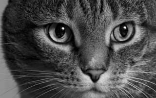 Картинка кот, монохром, взгляд, чёрно-белая, морда, кошка