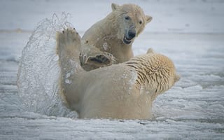 Картинка Arctic National Wildlife Refuge, медведи, Национальный Арктический заповедник, Аляска, спарринг, Alaska, брызги, белые медведи