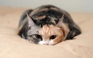 Картинка мордочка, лежит на кровати, пятнистая кошка, прячеться