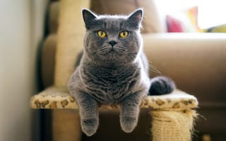 Картинка кот, британец, серый