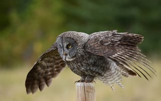 Картинка Great Gray Owl, крылья, птица, сова, столб