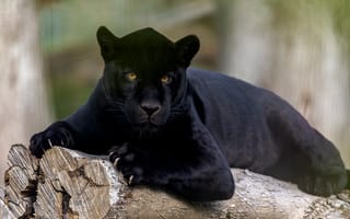 Картинка взгляд, чёрная пантера, Ягуар, дикая кошка