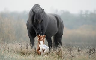Картинка трава, лошадь, Светлана Писарева, друзья, собака