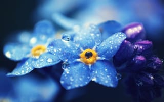Обои Незабудки, голубые, капли, лепестки, макро, цветы