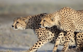 Картинка гепарды, дикие кошки, парочка, хищники