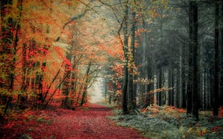 Картинка осень, лес, тропа