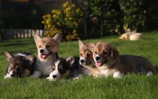 Картинка щенки, корги, трава