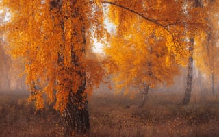 Картинка осень, деревья, береза, туман