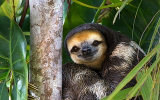 Картинка природа, Гайана, трёхпалый ленивец