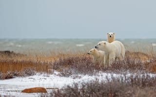 Картинка семья, Манитоба, белый медведь, Канада