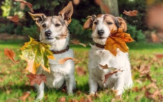 Картинка Джек Рассел Терьер, собаки, осень, листья, парочка