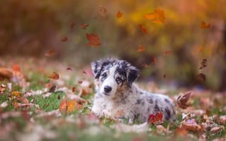 Картинка Австралийская овчарка, листья, щенок, осень, собака, Аусси