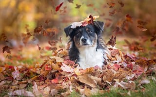 Картинка Австралийская овчарка, собака, Аусси, осень, листья, взгляд