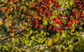 Картинка японский клён, клён, ветки, листья, осень