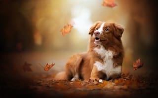 Картинка осень, собака, боке, листья