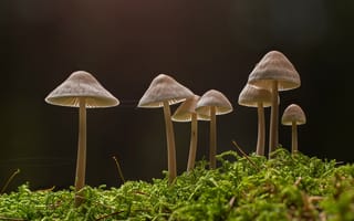 Картинка лес, грибы, малютки, мох
