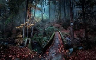 Картинка лес, осень, туман