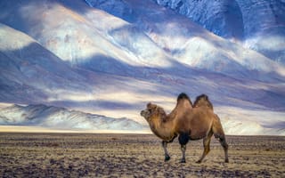 Картинка природа, пустыня, верблюд