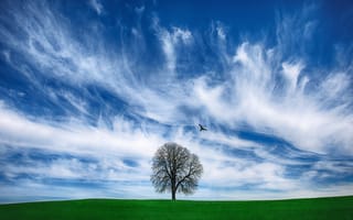 Картинка поле, облака, дерево, птица