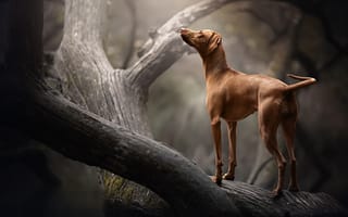 Картинка природа, друг, дерево, собака