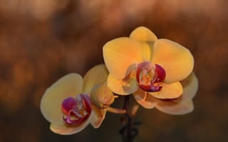 Картинка цветок, боке, фалинопсис, гелиос44м, орхидея