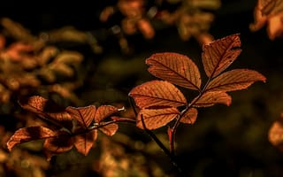 Картинка осень, листья, боке, ветки