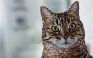 Картинка кошка, портрет, взгляд, мордочка, кот, зелёные глаза