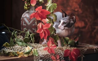 Картинка кошка, Игорь Крюков, сетка, ветки, ваза, кот, виноград, Сфинкс