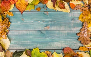 Картинка осень, autumn, wood, листья, клен, leaves, maple, rainbow, colorful