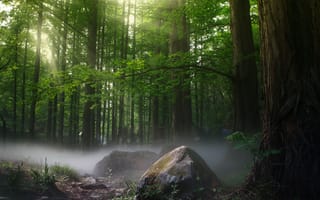Картинка лес, туман, дерево, камень