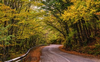 Картинка дорога, осень, tree, park, парк, road, nature, листья, autumn, leaves, деревья