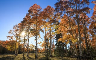 Картинка осень, листья, park, парк, leaves, tree, autumn, деревья, nature