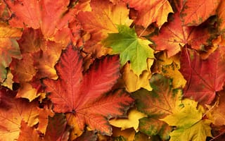 Обои осень, leaves, colorful, autumn, листья, maple, клен