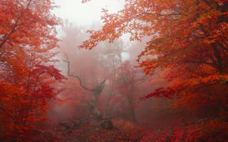 Картинка осень, лес, fog, деревья, autumn, red, парк, листья, nature, forest, leaves, park, tree, туман
