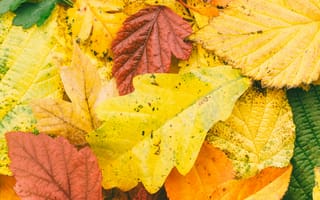 Картинка осень, autumn, листья, colorful, maple, клен, leaves