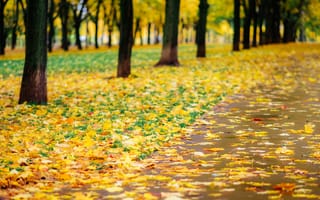 Картинка осень, листья, nature, park, yellow, парк, тропа, деревья