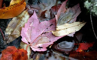 Картинка вода, осень, листья