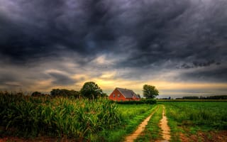 Картинка поле, домик, трава, кукуруза