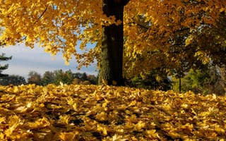 Картинка осень, листья, дерево, опавшая листва