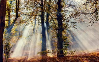 Картинка листва, осень, природа, деревья, лес, лучи, свет