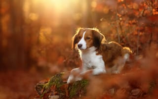Картинка Коикерхондье, осень, листья, собака