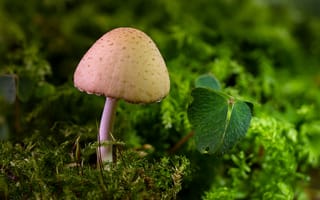 Картинка гриб, мох, листик