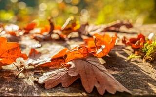 Картинка осень, листья, боке