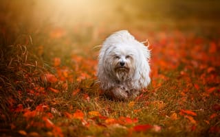 Картинка Гаванский бишон, собака, листья, осень