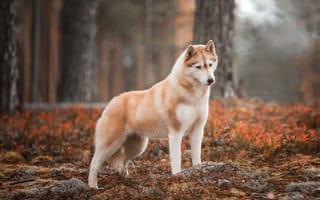 Картинка осень, Хаски, собака, лес, Наталия Поникарова