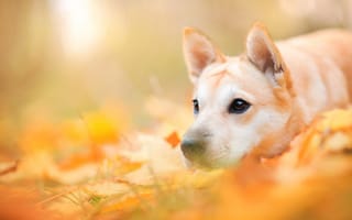 Картинка животное, листья, собака, пёс, осень, природа, морда